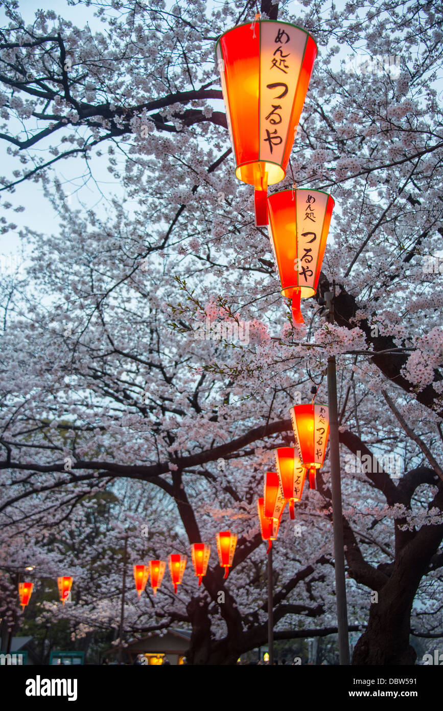 Lanterne rosse illuminando la fioritura dei ciliegi nel Parco di Ueno, Tokyo, Giappone, Asia Foto Stock
