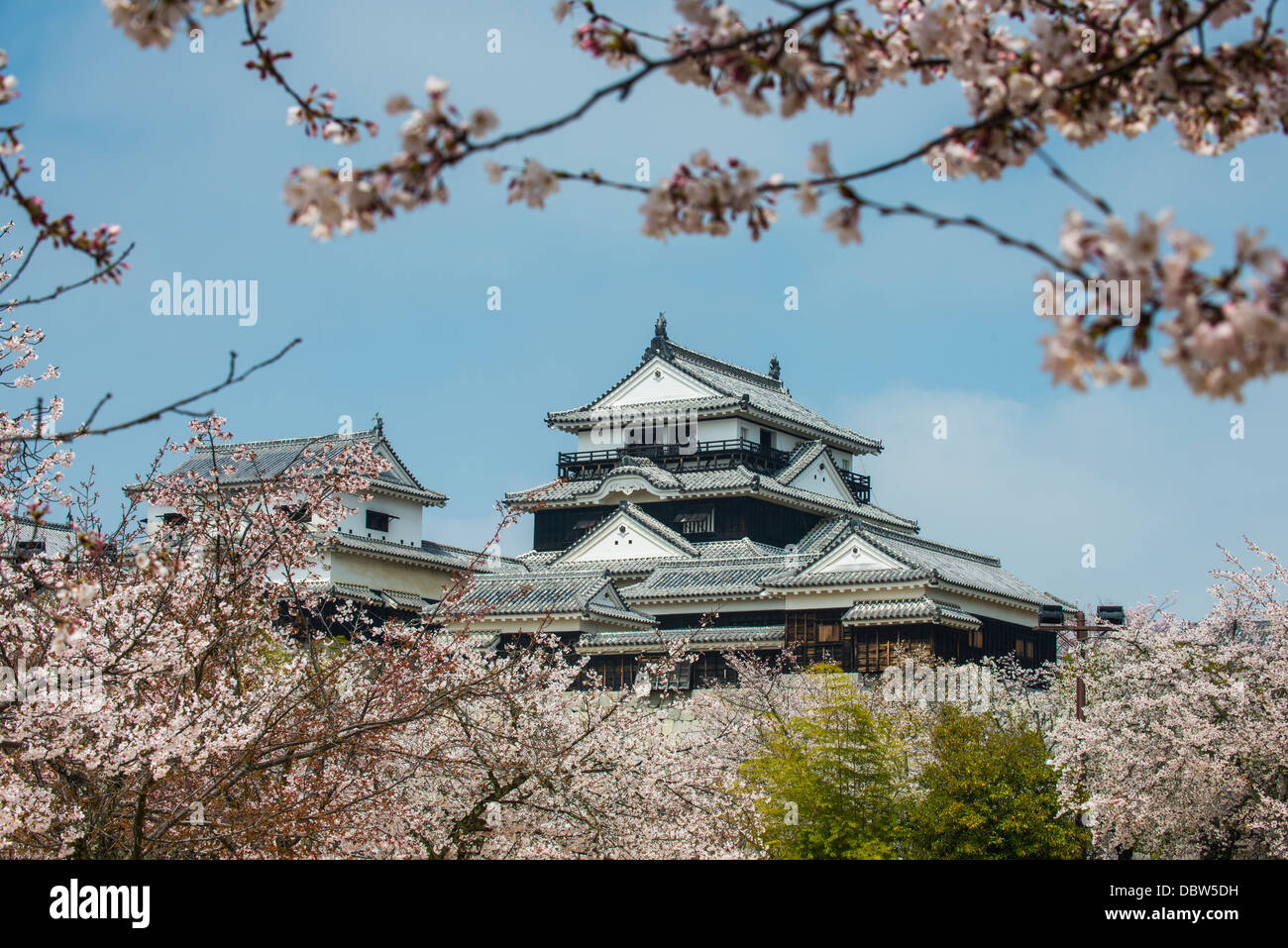 La fioritura dei ciliegi nel Castello di Matsuyama, Shikoku, Giappone, Asia Foto Stock