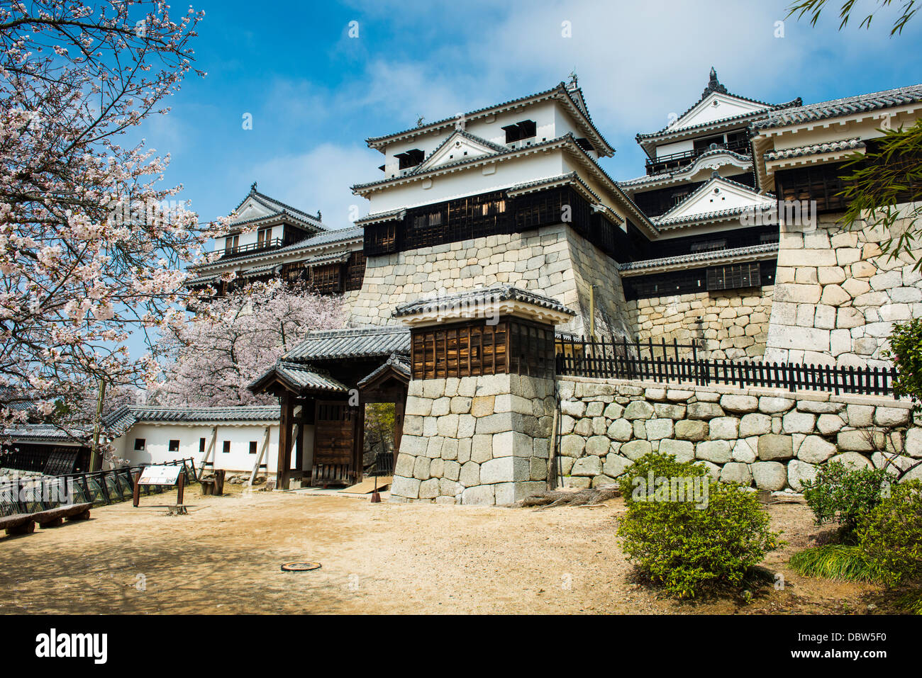 Cherry blossom in the Matsuyama Castle, Shikoku, Japan, Asia Foto Stock
