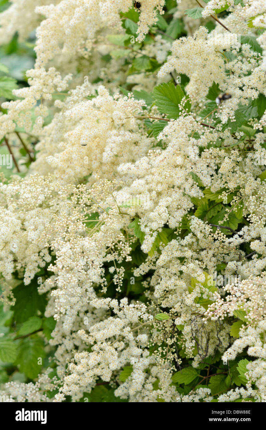 Ocean Spray (Holodiscus scolorire var. ariifolius) Foto Stock