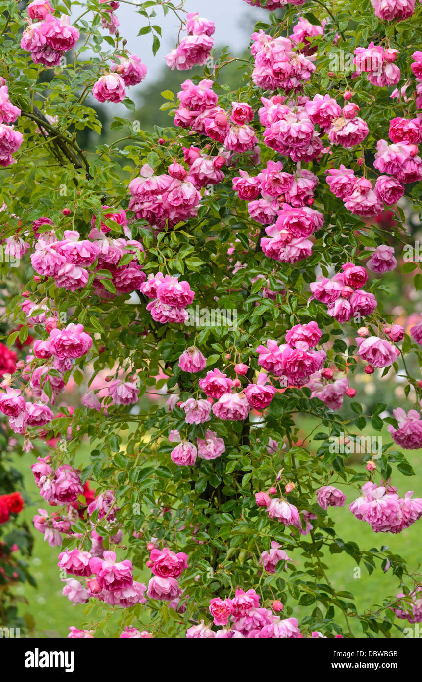 Rambler (rosa alexandre girault) Foto Stock