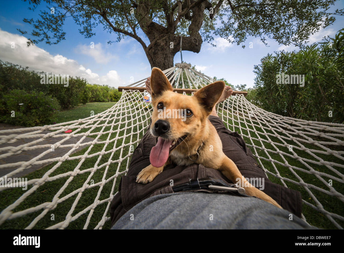 Uomo e cane rilassante sull'amaca Foto Stock