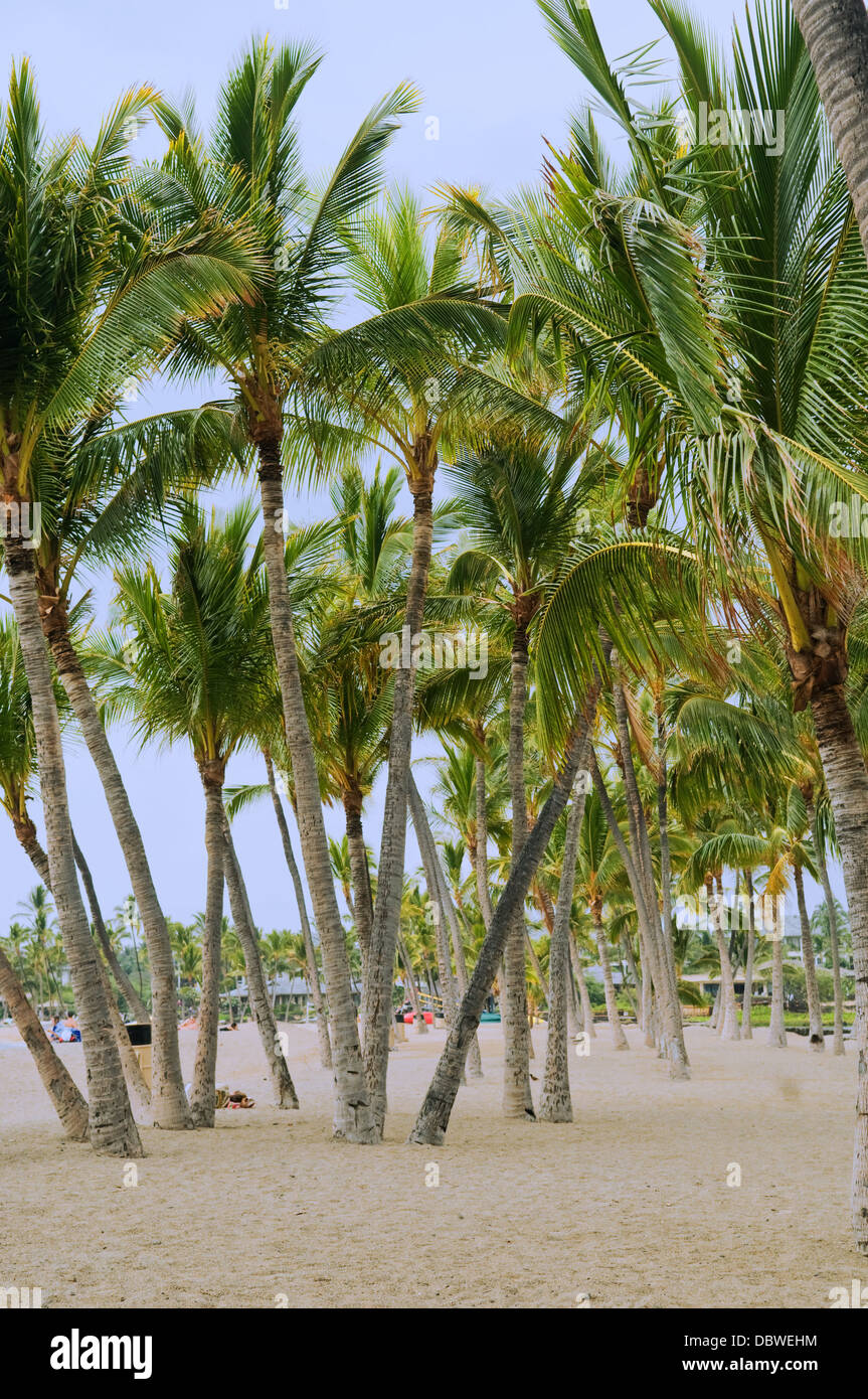 Palm Tree spiaggia in Kona, Hawaii Foto Stock