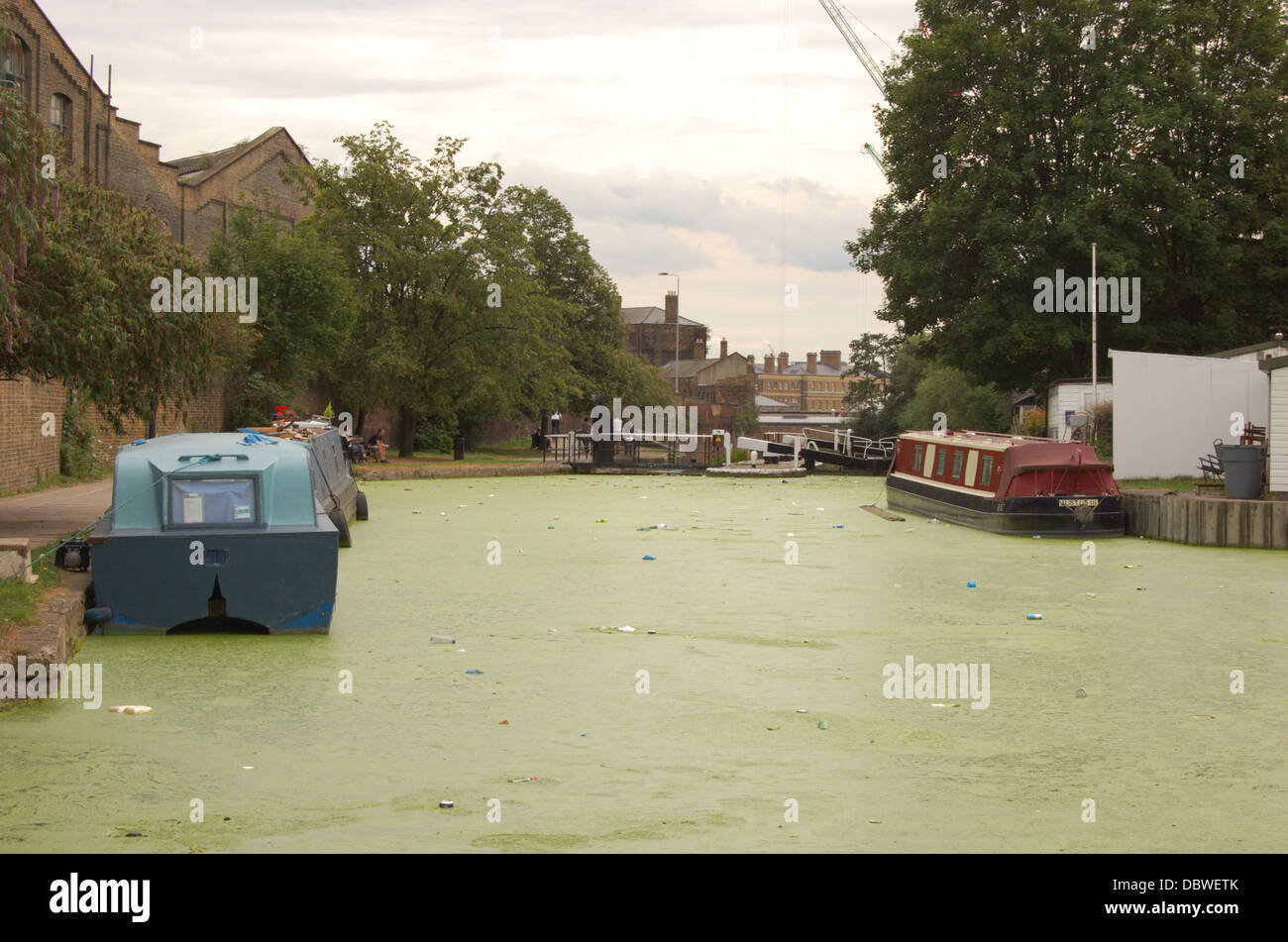 Tossico le alghe verdi sul Regents Canal a Londra in Inghilterra Foto Stock