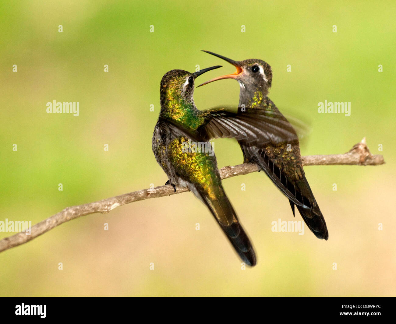 Femmina endemica cubana (smeraldo ricordii Chlorostilbon) alimentare il suo pulcino in Cayo Guillermo Cuba. Foto Stock