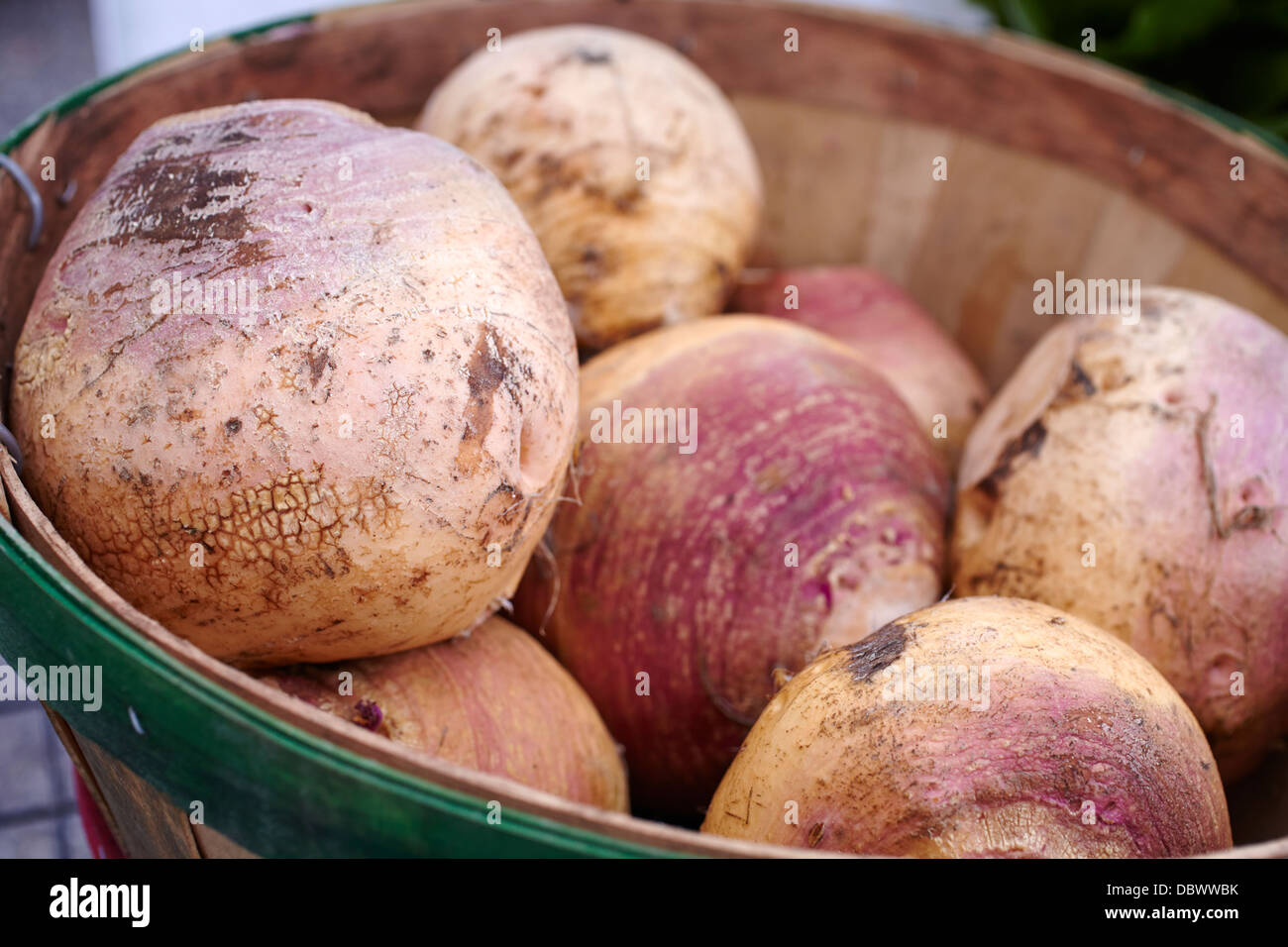 Cesto di rutabagas, chiamato anche lo svedese, in un mercato agricolo, Portsmouth, New Hampshire, New England, STATI UNITI D'AMERICA Foto Stock