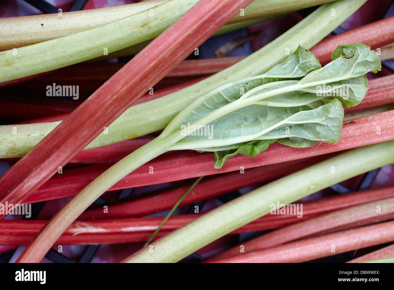 Rabarbaro fresco a New Hampshire mercato agricolo Foto Stock