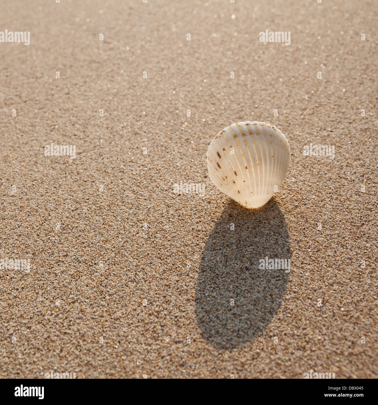 Spiaggia Costa di frontiera costa design telaio fragile idilliaco macro natura marina nautilus modello oceano mare di sabbia conchiglia Foto Stock