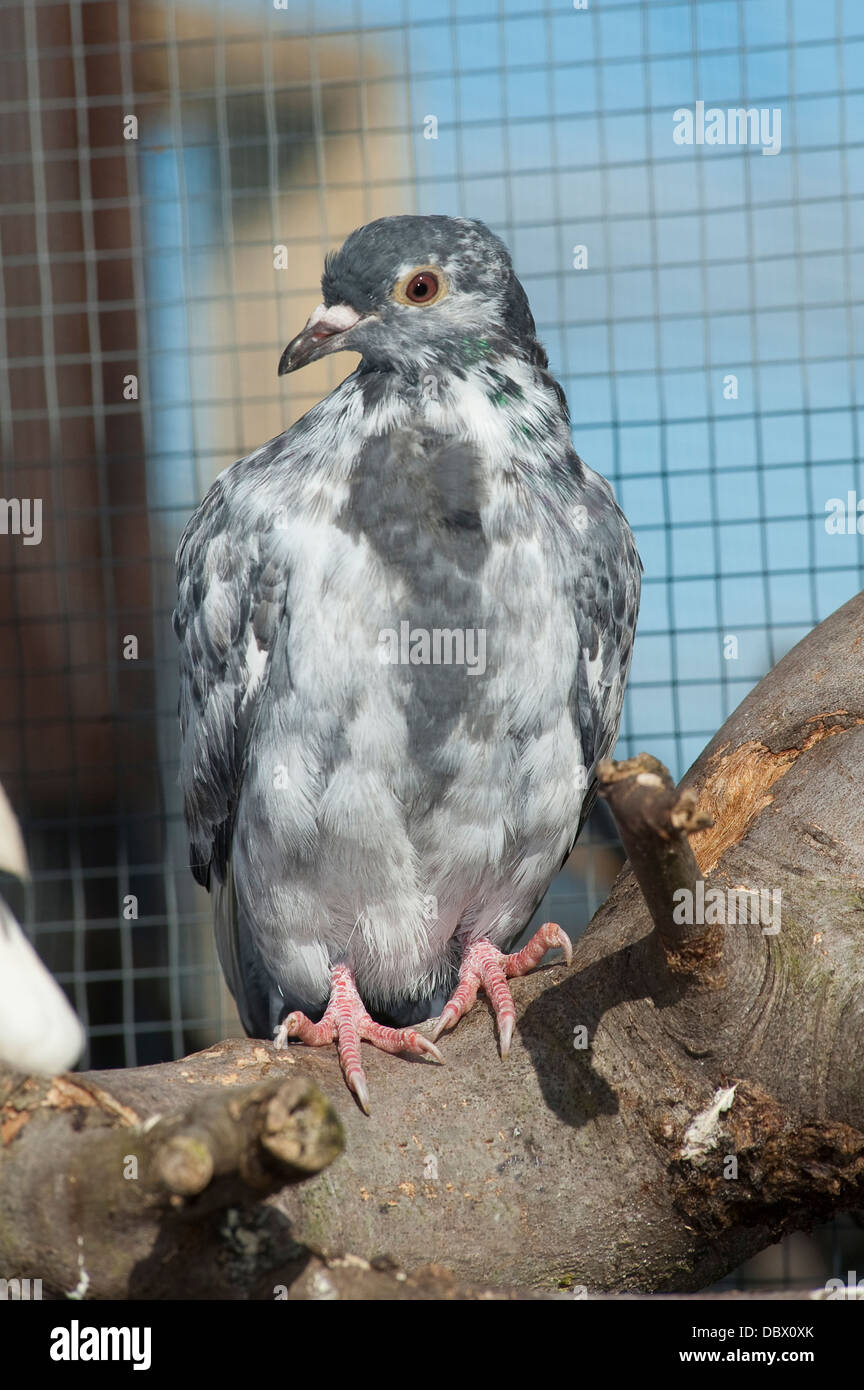 Close up di uccello in un animale centro di salvataggio. Foto Stock