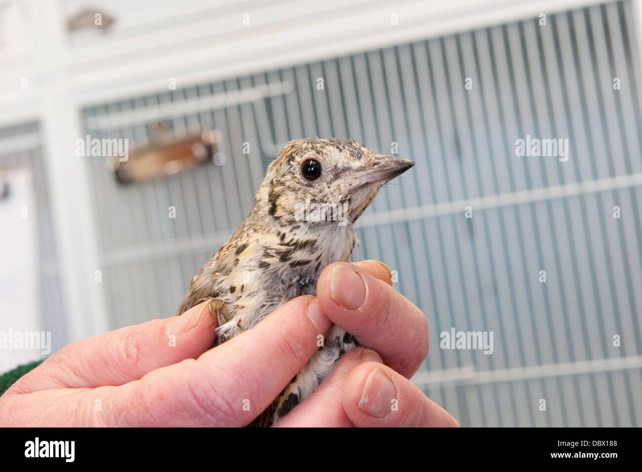 Close up di un giovane uccello in un animale centro di salvataggio. Foto Stock