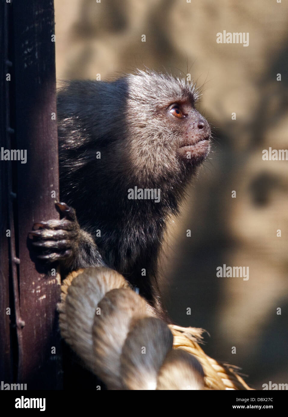 Comune (Marmoset callithrix jacchus) capretti Foto Stock