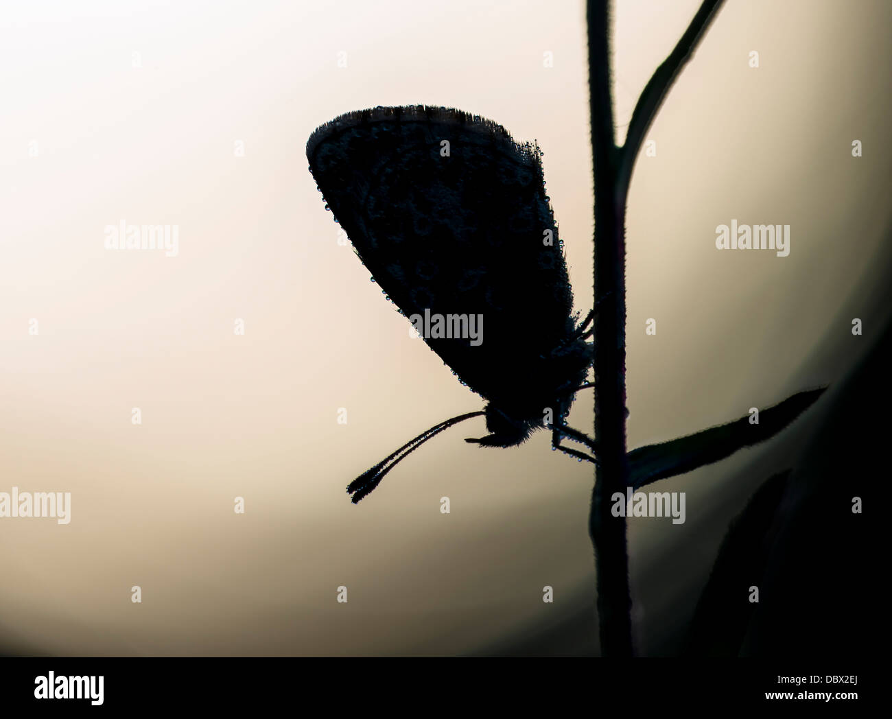 Comune di blue butterfly in silhouette Foto Stock