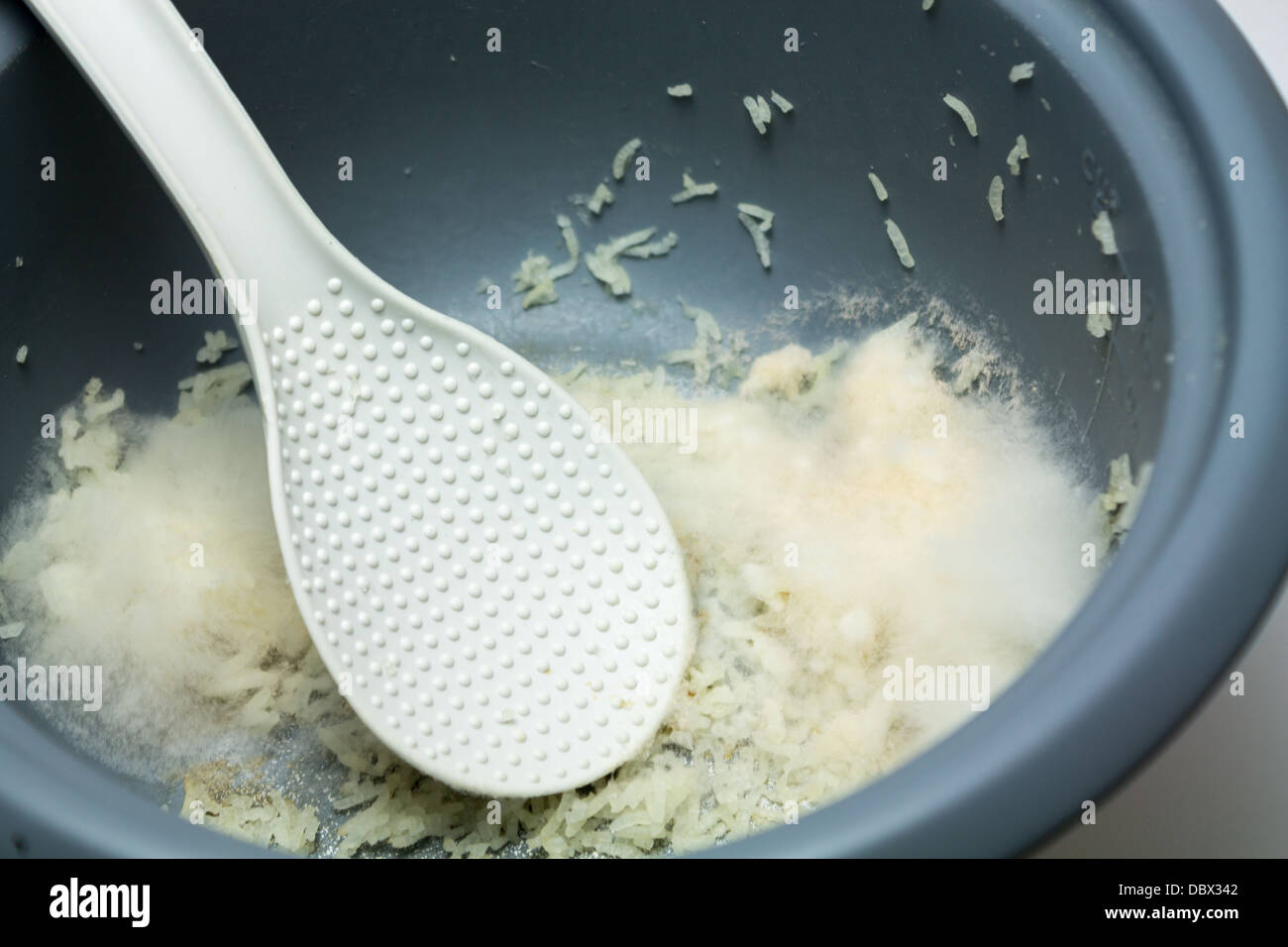 Muffa nella pentola per il riso Foto stock - Alamy