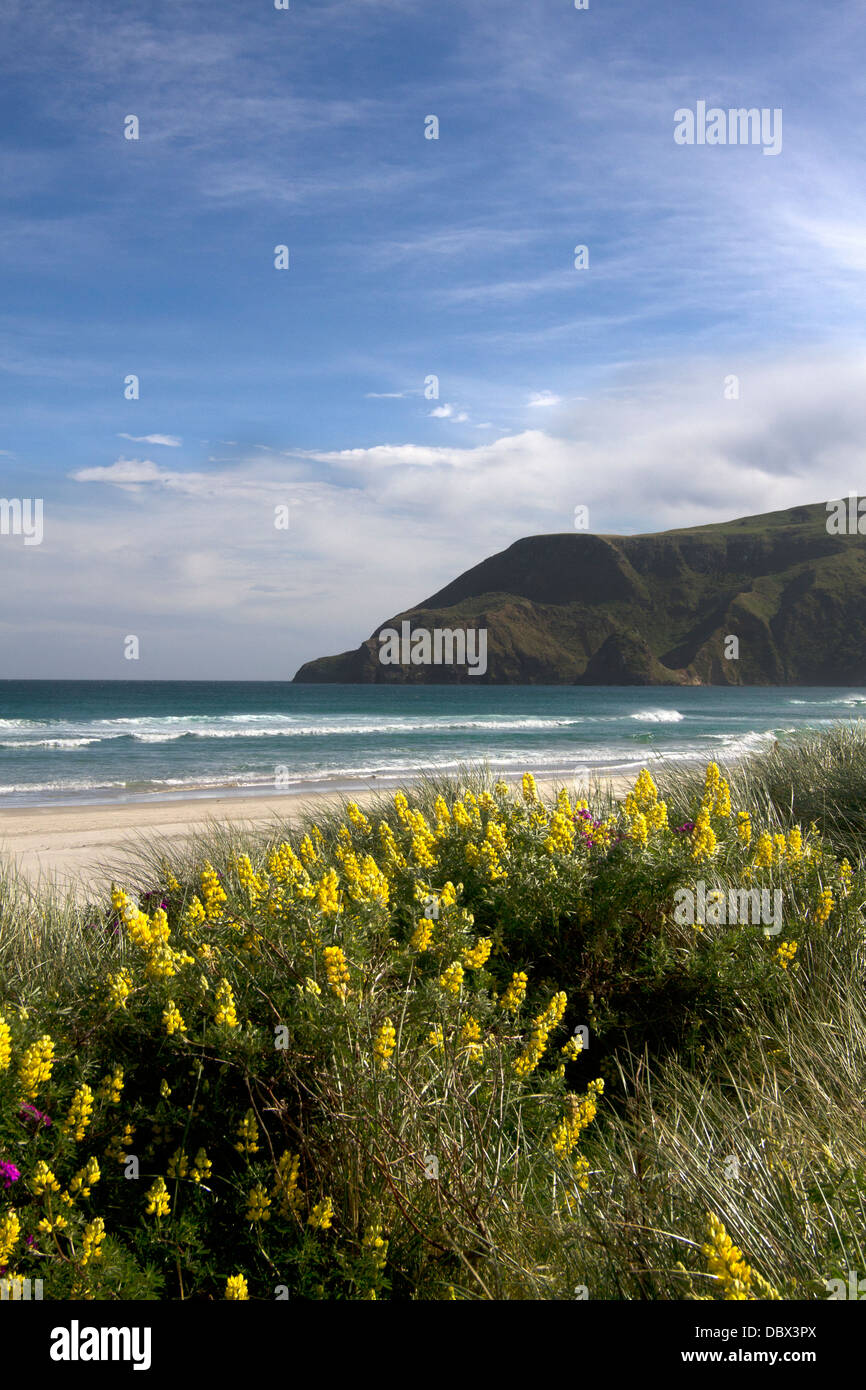 Spiaggia con lupini selvatici sulla penisola di Otago, Isola del Sud, Nuova Zelanda Foto Stock