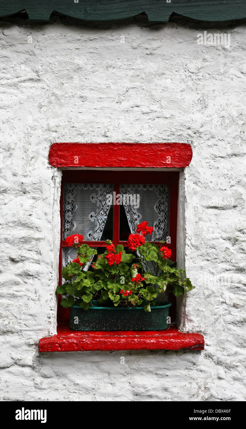 Casa in stucco bianco, rosso finestra davanzale box giardino vaso di fiori mostra all'esterno, e rosso Geranium fiori, Dingle Peninsula, County Kerry, Irlanda Foto Stock