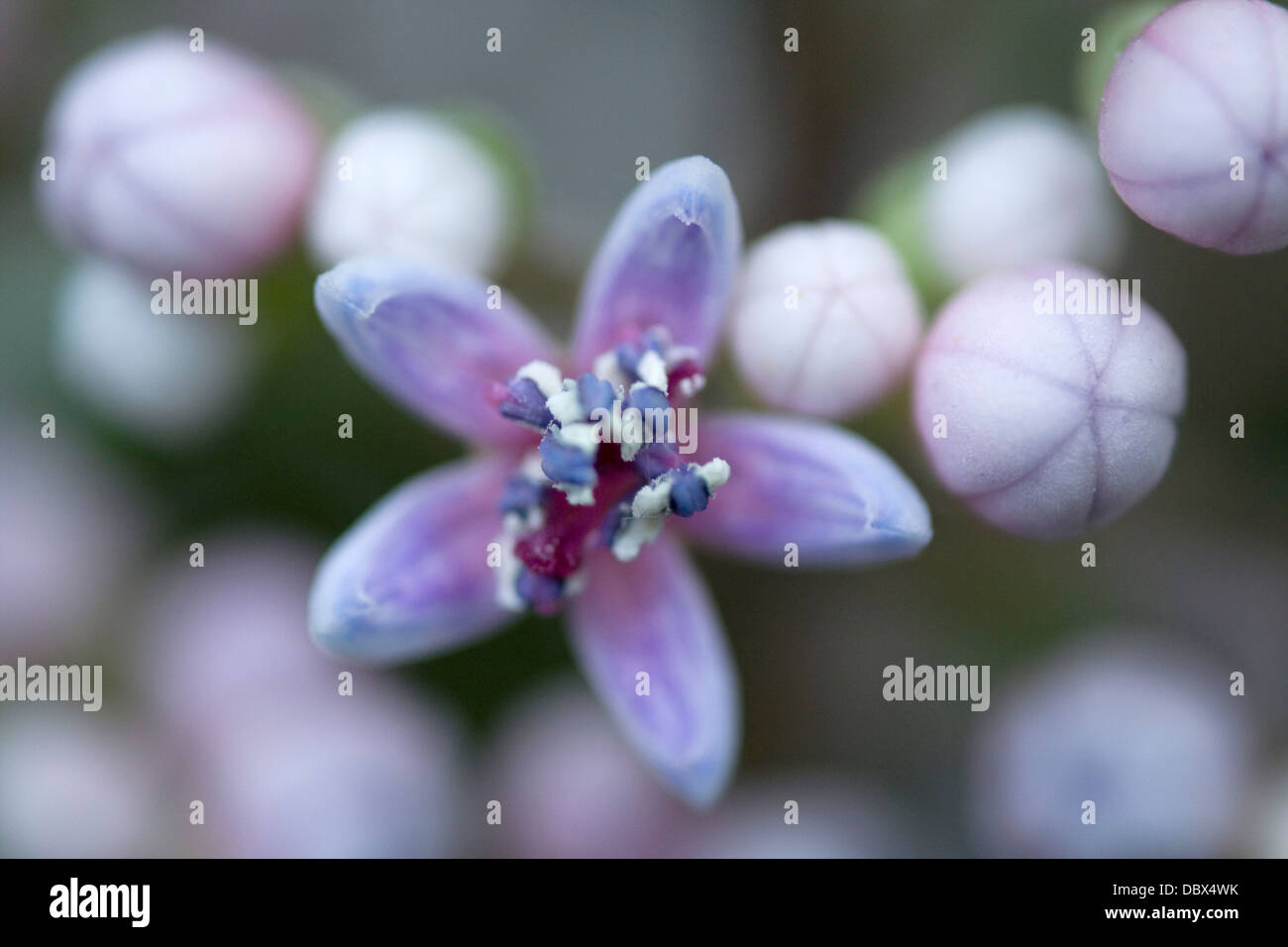 Piccolo blu a forma di stella FIORE DI DICHROA FEBRIFUGA HYDRANGEACEAE Foto Stock