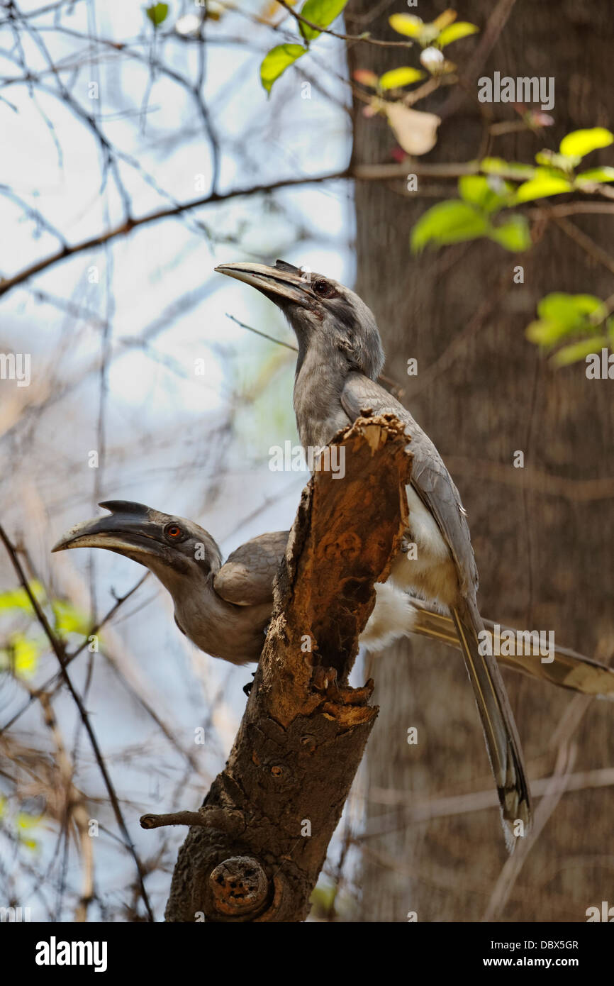Una coppia di indiani Hornbill grigio su un albero. ( Ocyceros birostris ) Foto Stock