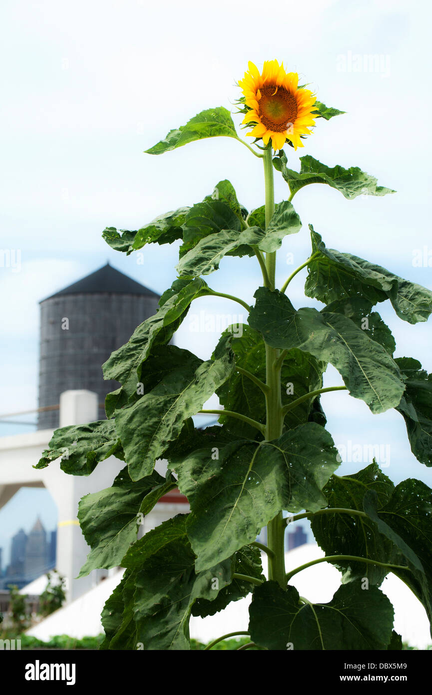 Semi di girasole e water tower Foto Stock