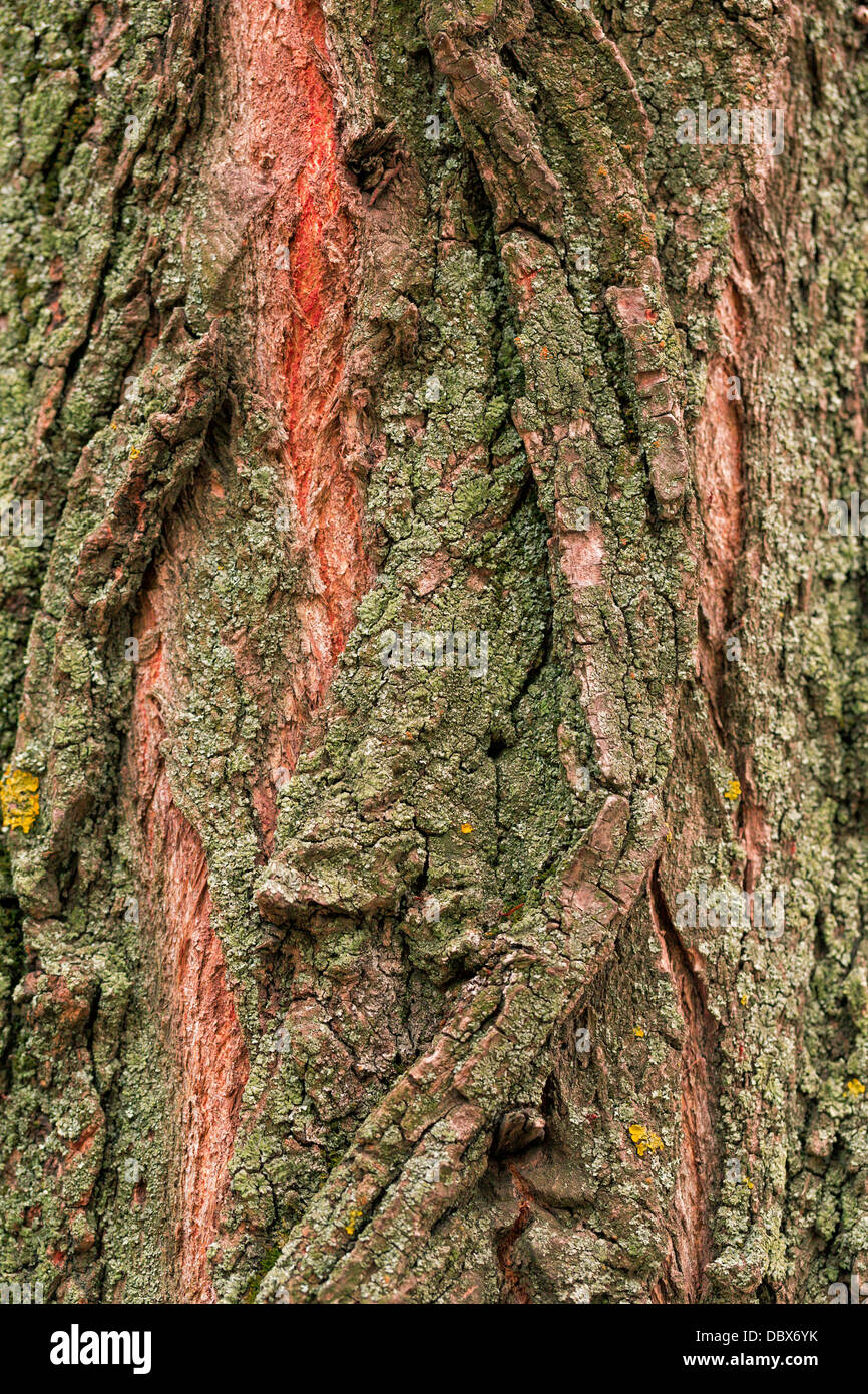 Corteccia di albero, legno sfondo texture Foto Stock