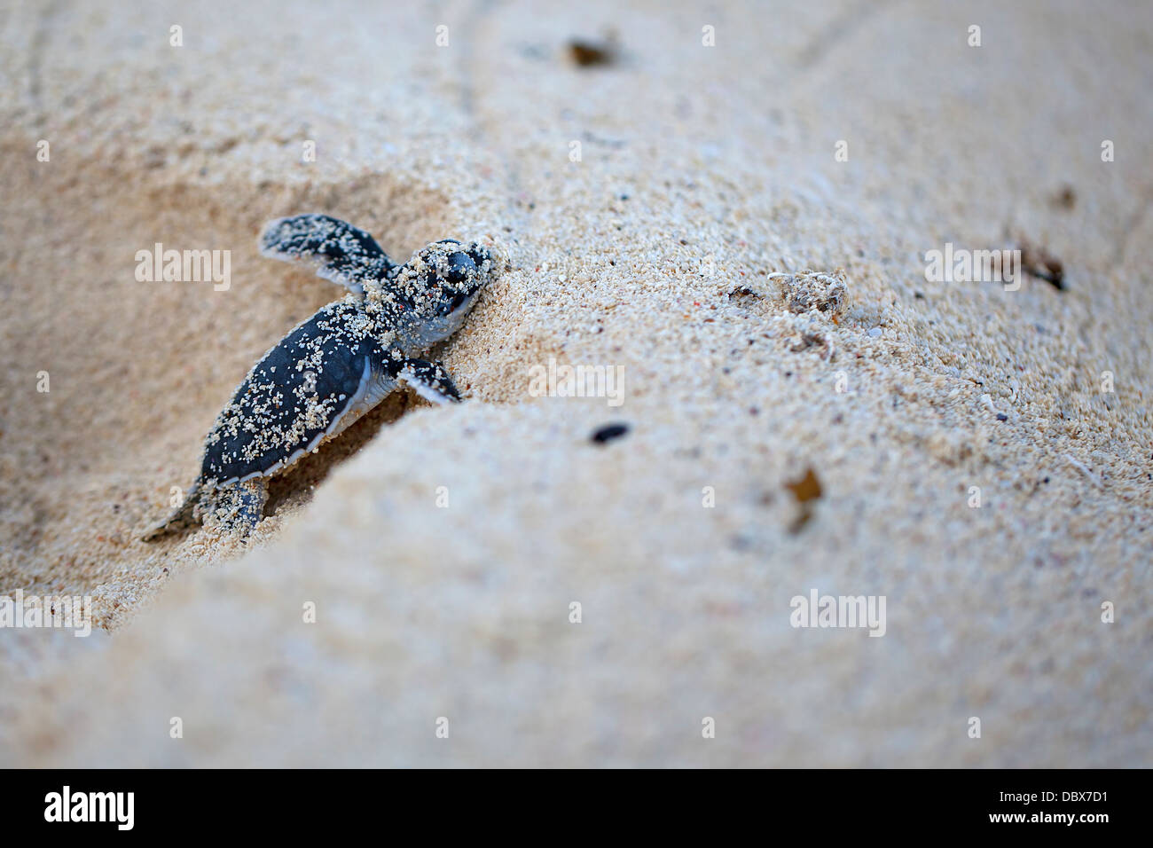 Green Sea Turtle Hatchling Foto Stock