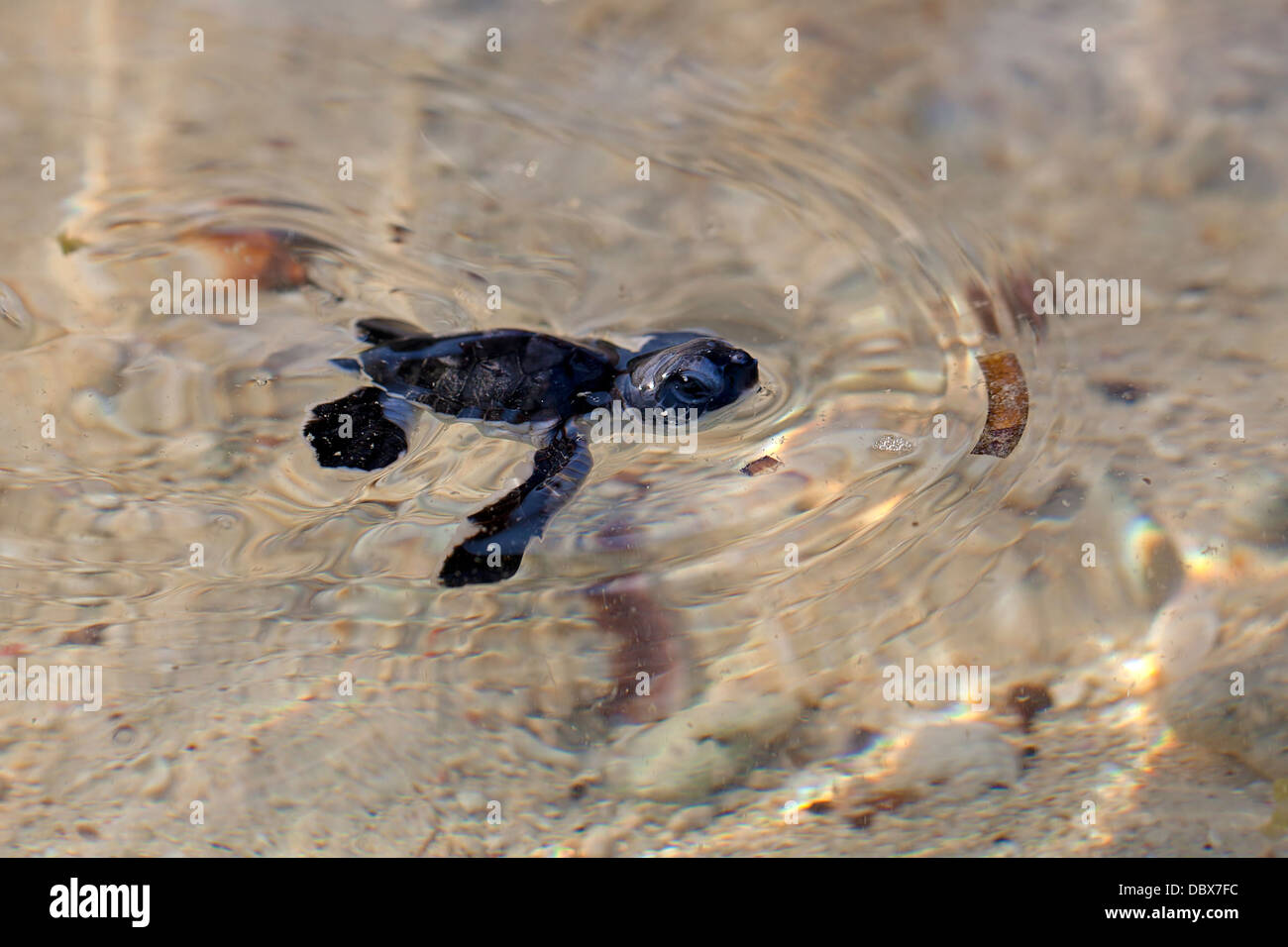 Green Sea Turtle Hatchling Foto Stock