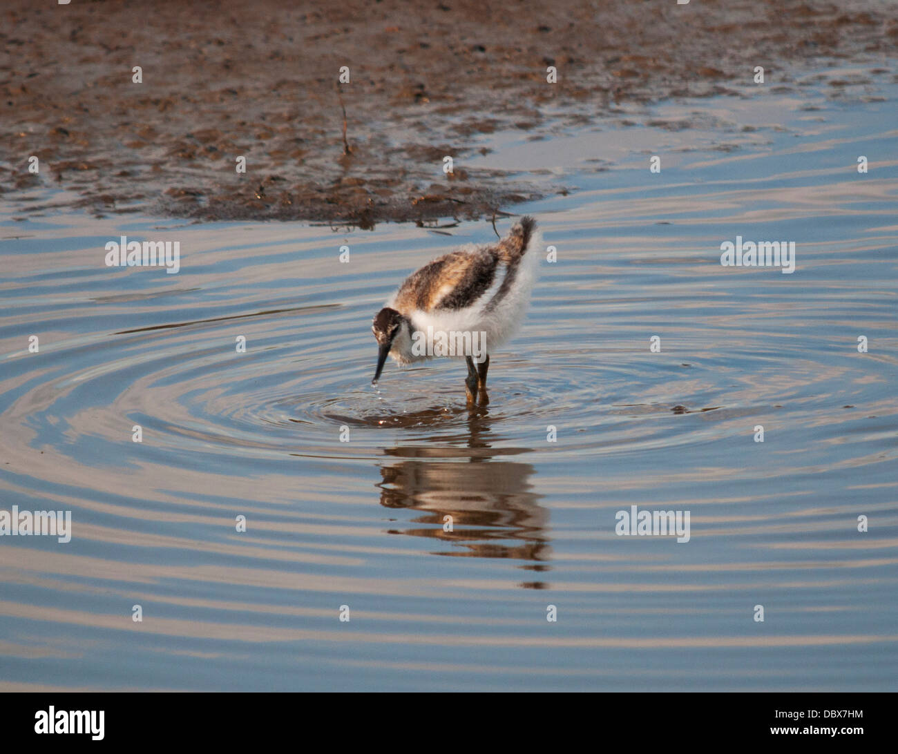 Avocetta giovanile Foto Stock