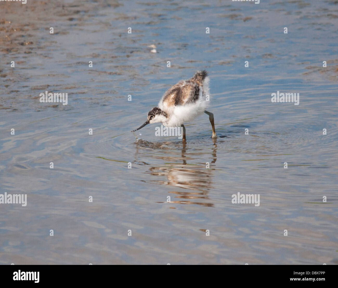 Avocetta giovanile Foto Stock