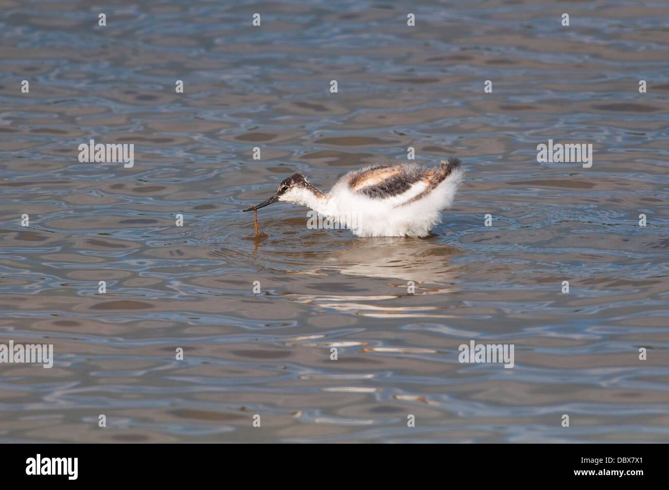 Avocetta giovanile Foto Stock