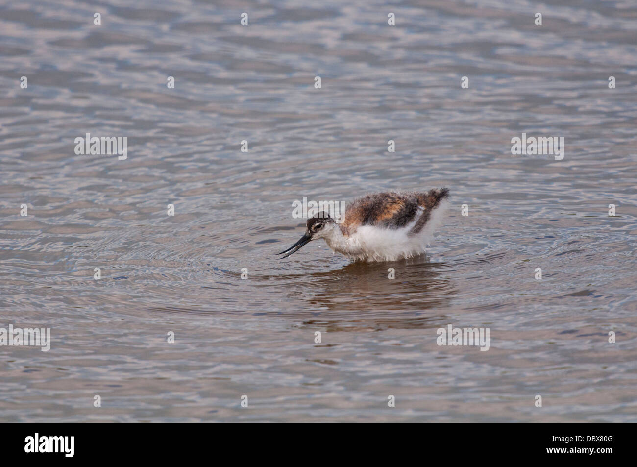 Avocetta giovanile Foto Stock