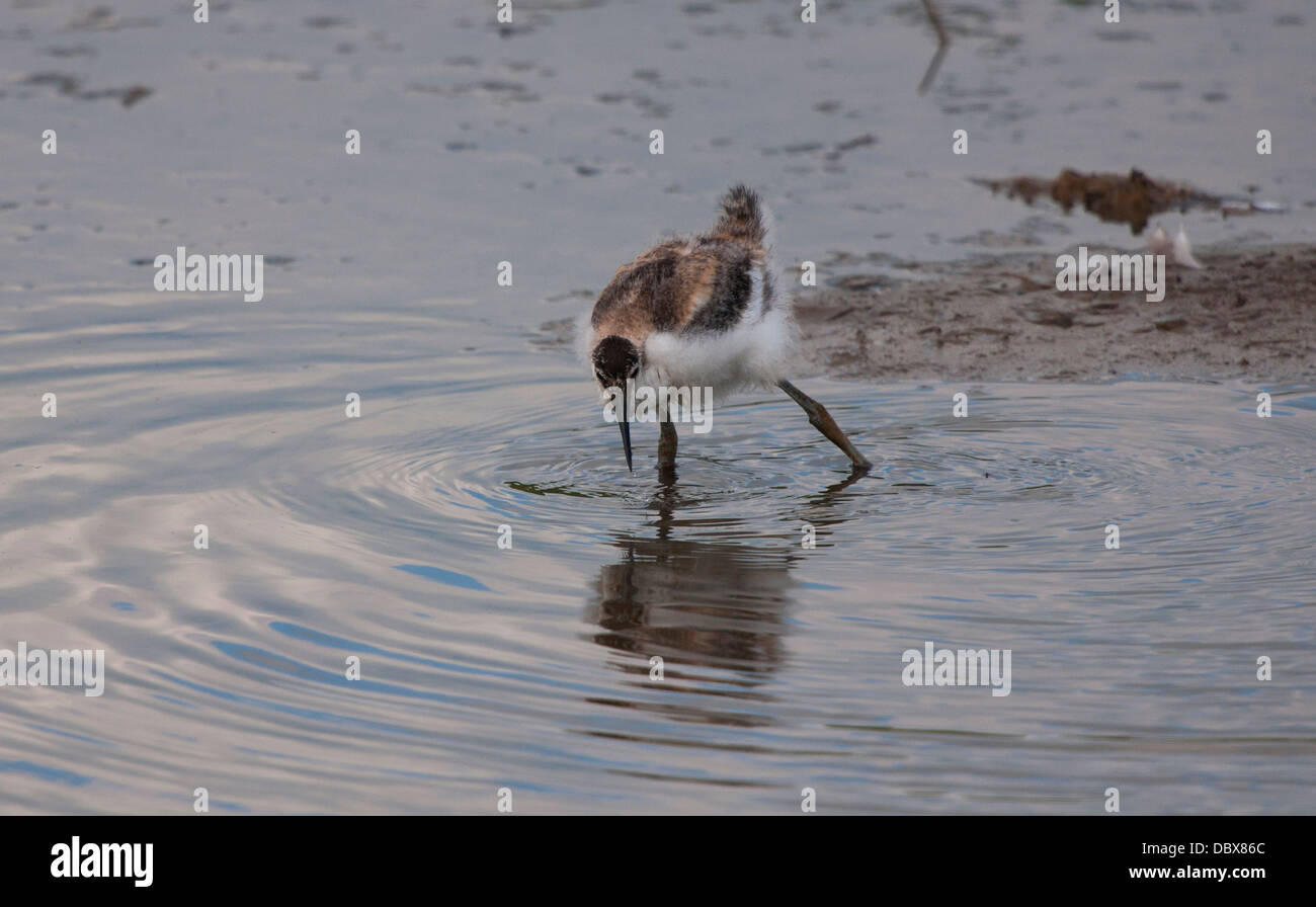 Avocetta giovanile Foto Stock