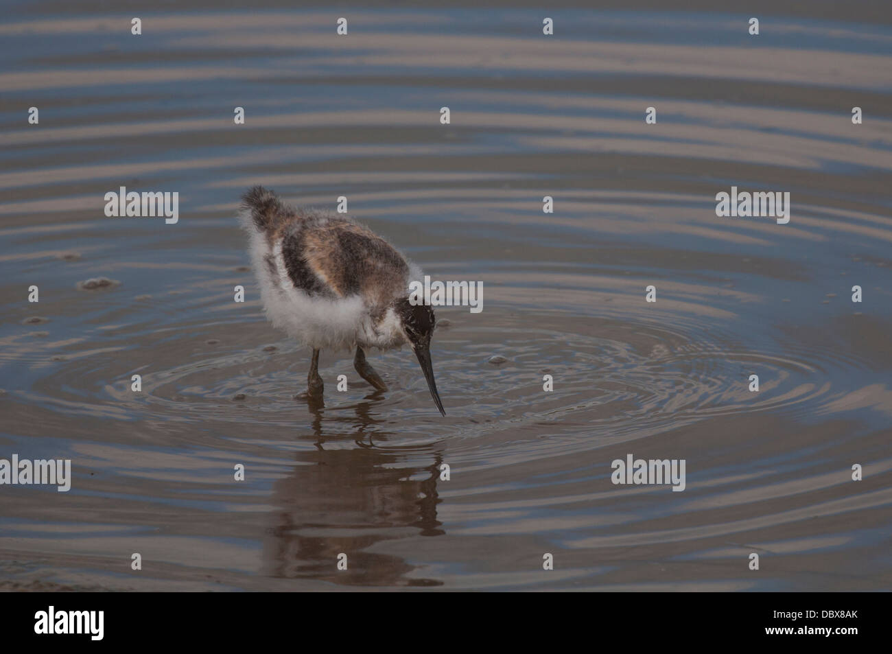 Avocetta giovanile Foto Stock