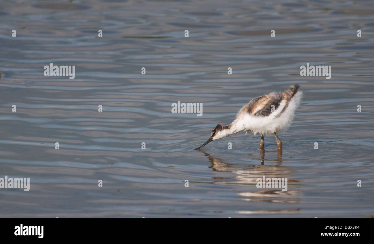 Avocetta giovanile Foto Stock
