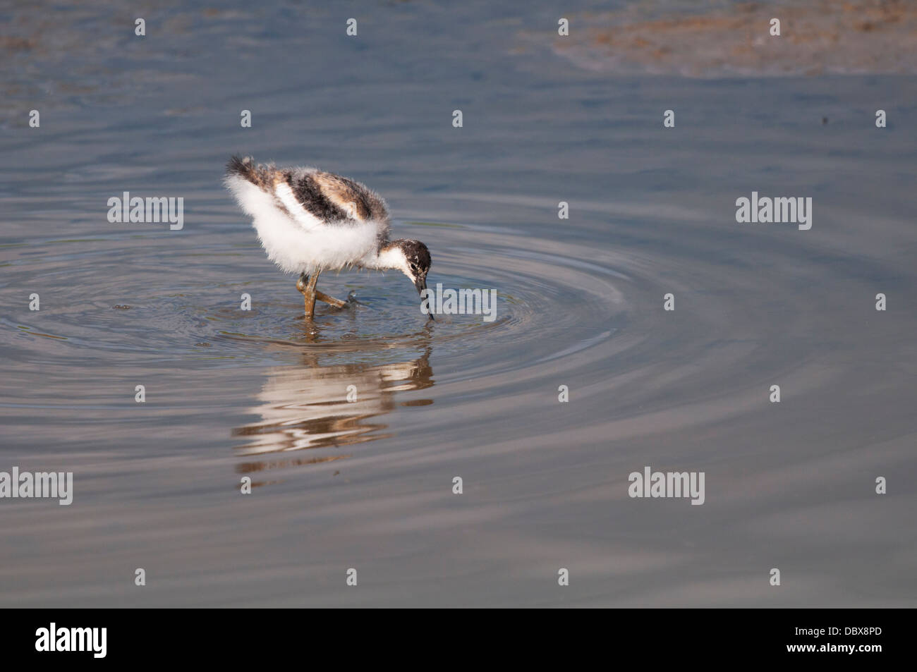 Avocetta giovanile Foto Stock