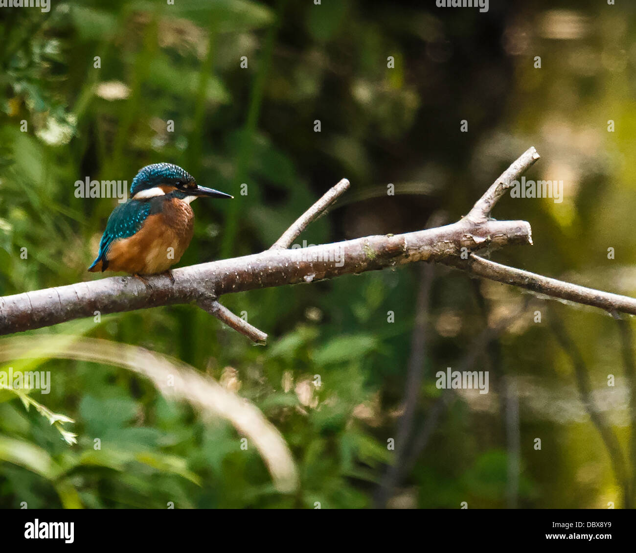 Un giovane maschio Kingfisher (Alcedo atthis) Foto Stock