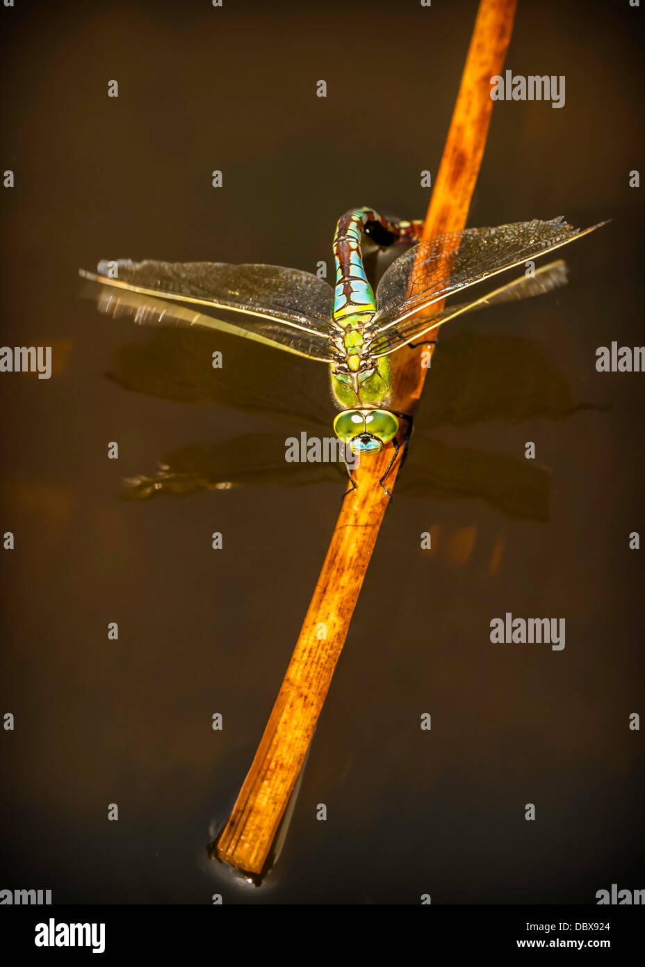 La femmina imperatore Dragonfly recante le sue uova Foto Stock