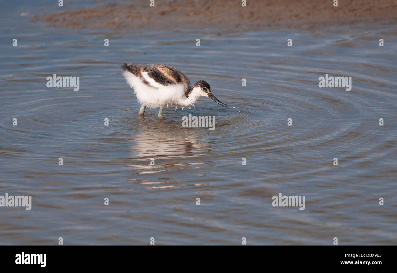 I capretti Avocet Wading Foto Stock