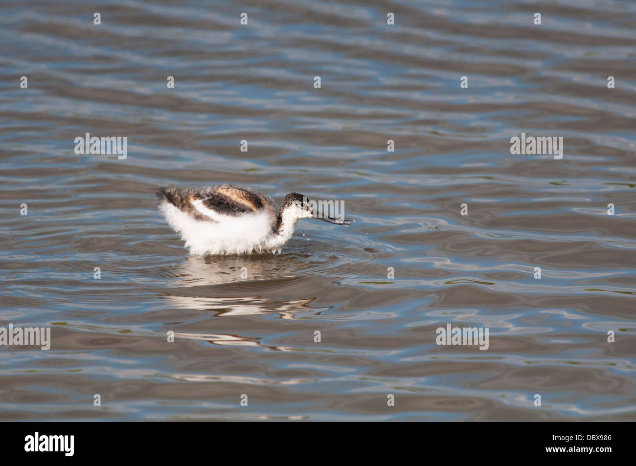 I capretti Avocet wading Foto Stock