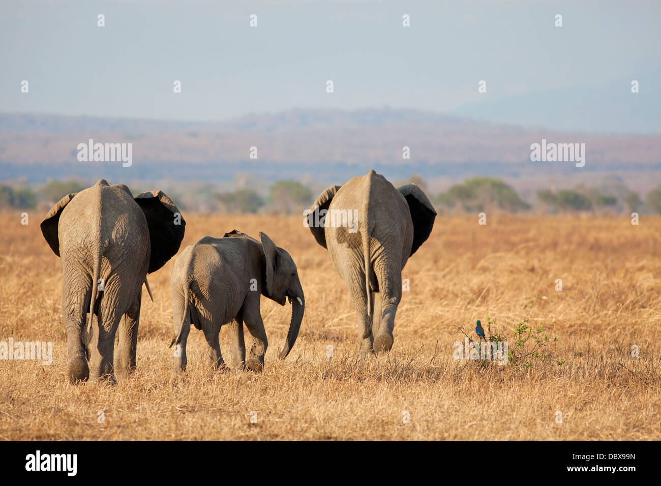 Elefante selvaggio Foto Stock