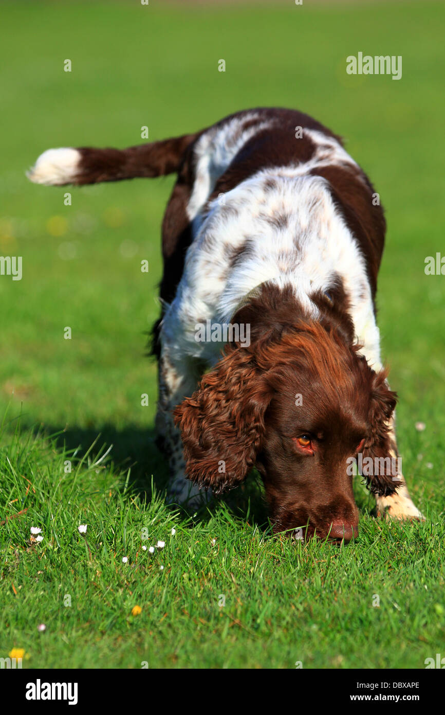 Inglese Springer Spaniel, marrone e fegato, marrone e bianco, canino, Gun Dog, energico, attivo, lavoratore duro, lavoro sul campo, attento desideroso, bello, animale domestico Foto Stock