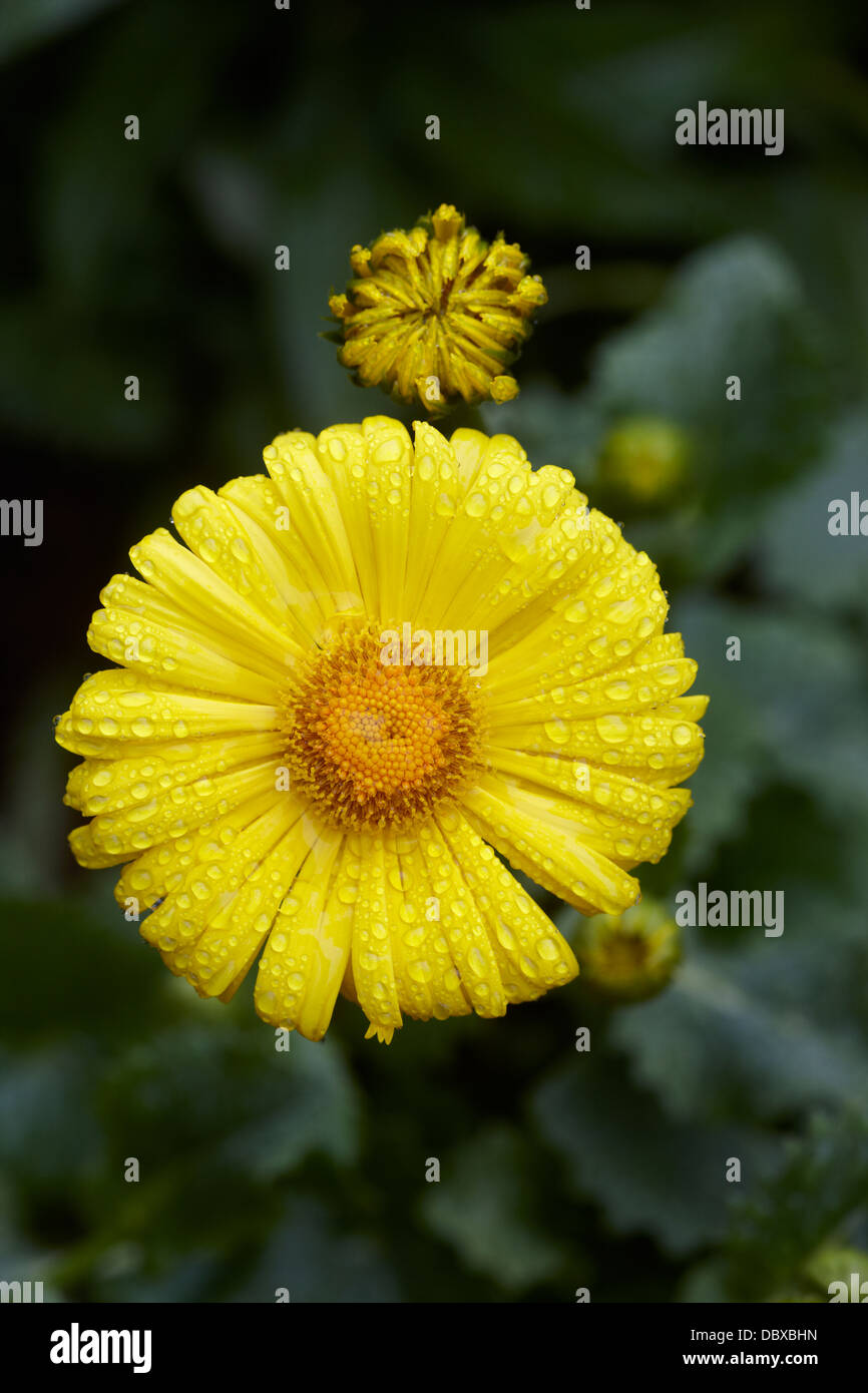 Doronicum caucasicum - Leopardi Bane Foto Stock