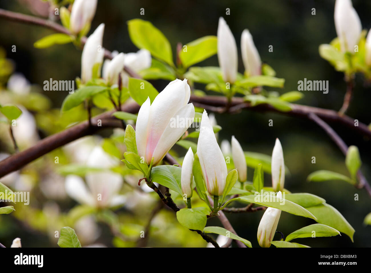 X Magnolia soulangeana 'Brozzoni' Foto Stock