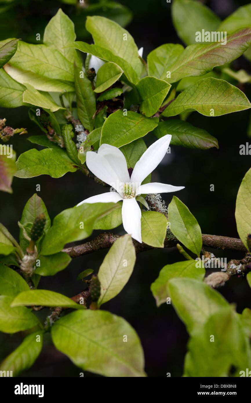 Magnolia kobus var. borealis Foto Stock