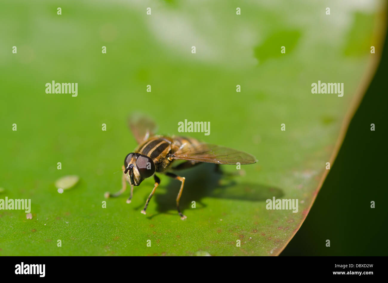 Hoverfly spesso erroneamente interpretato come una delle api o vespe che assomiglia e nero con strisce di colore giallo Foto Stock