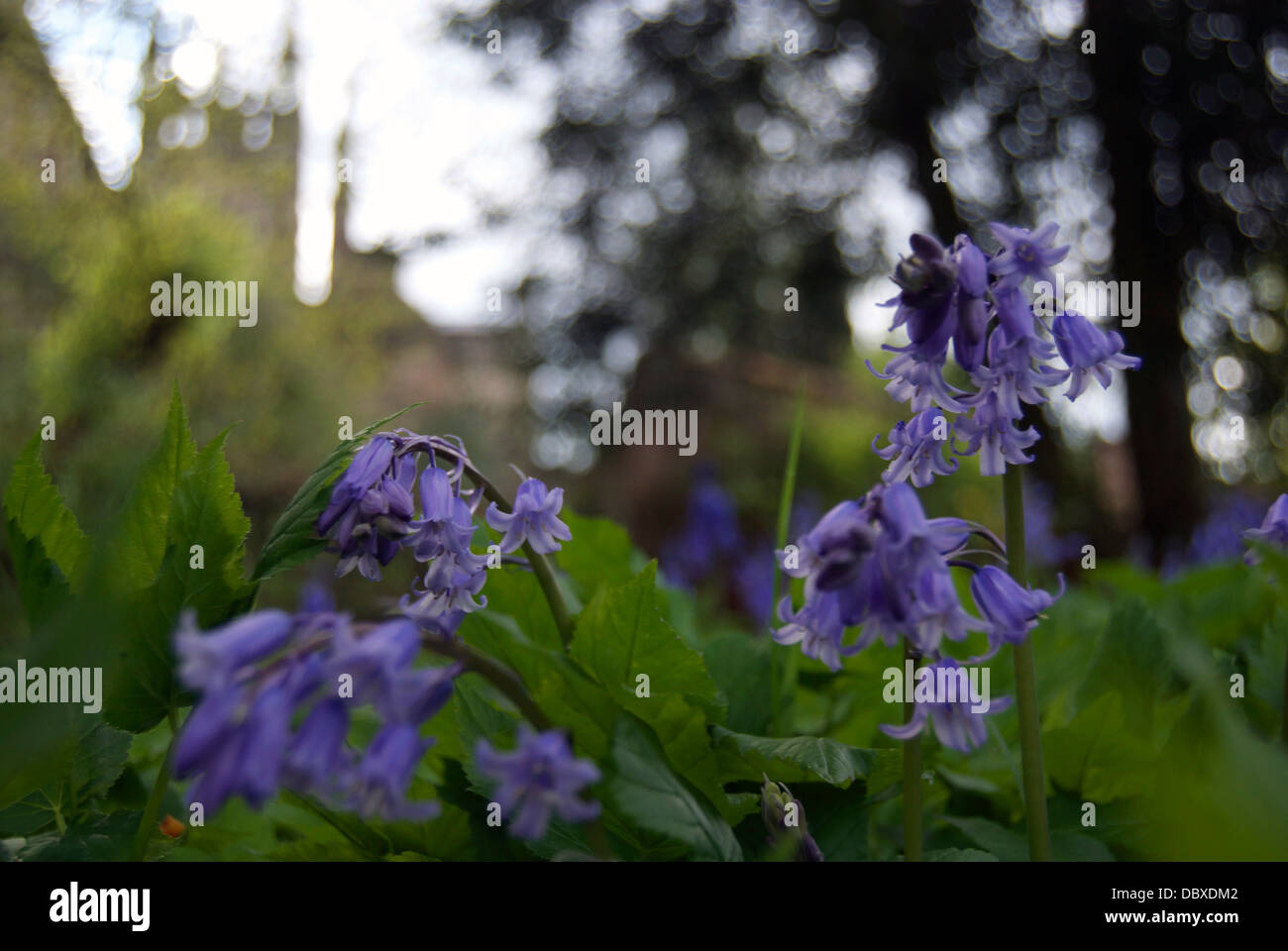 Fiori viola in un giardino con St Mary's Chiesa Collegiata in Warwick dietro Foto Stock