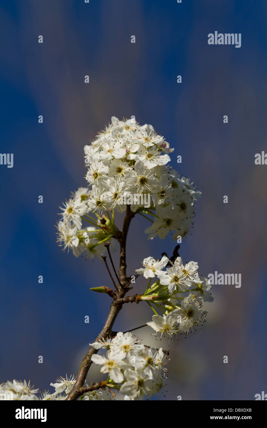 "Bradford' pera (Pyrus calleryana) fiorisce in primavera Foto Stock