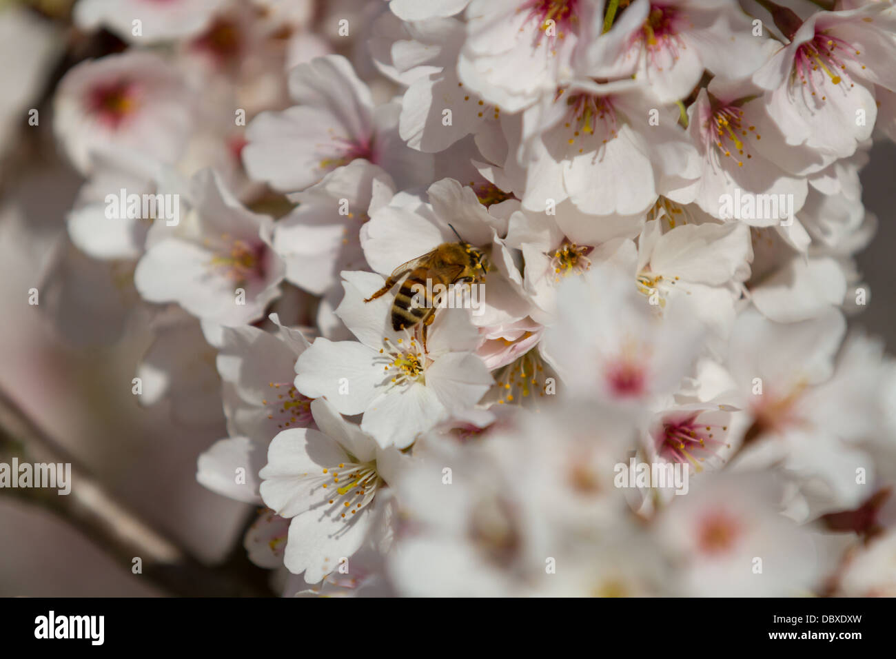 Ape del miele sui fiori di ciliegio immagini e fotografie stock ad alta ...