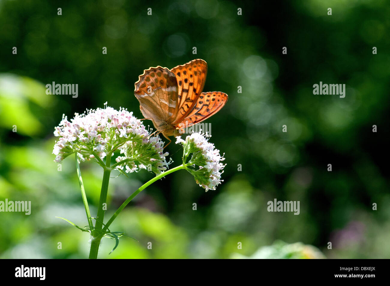 Argento lavato fritillary butterfly Foto Stock