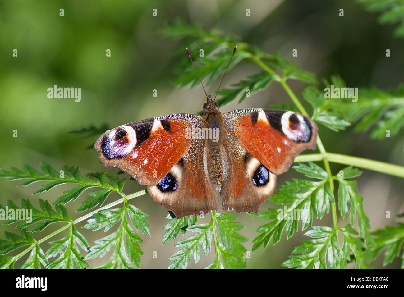 Farfalla pavone su una foglia verde Foto Stock