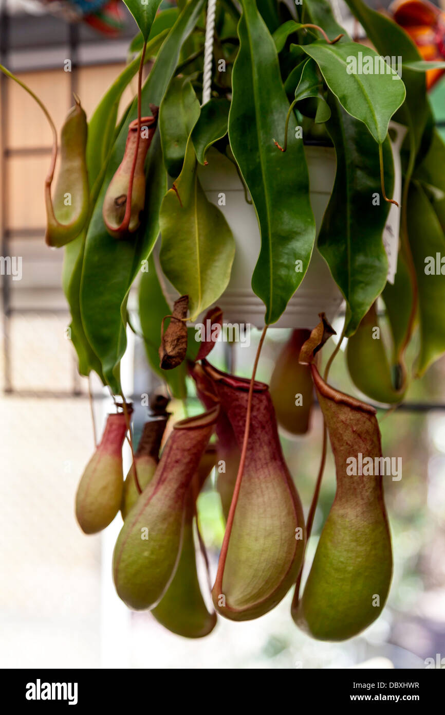 Pianta brocca (Sarracenia) una pianta carnivora nativo del sud-est degli Stati Uniti gli insetti trappole in brocche, pitfall trap. Foto Stock