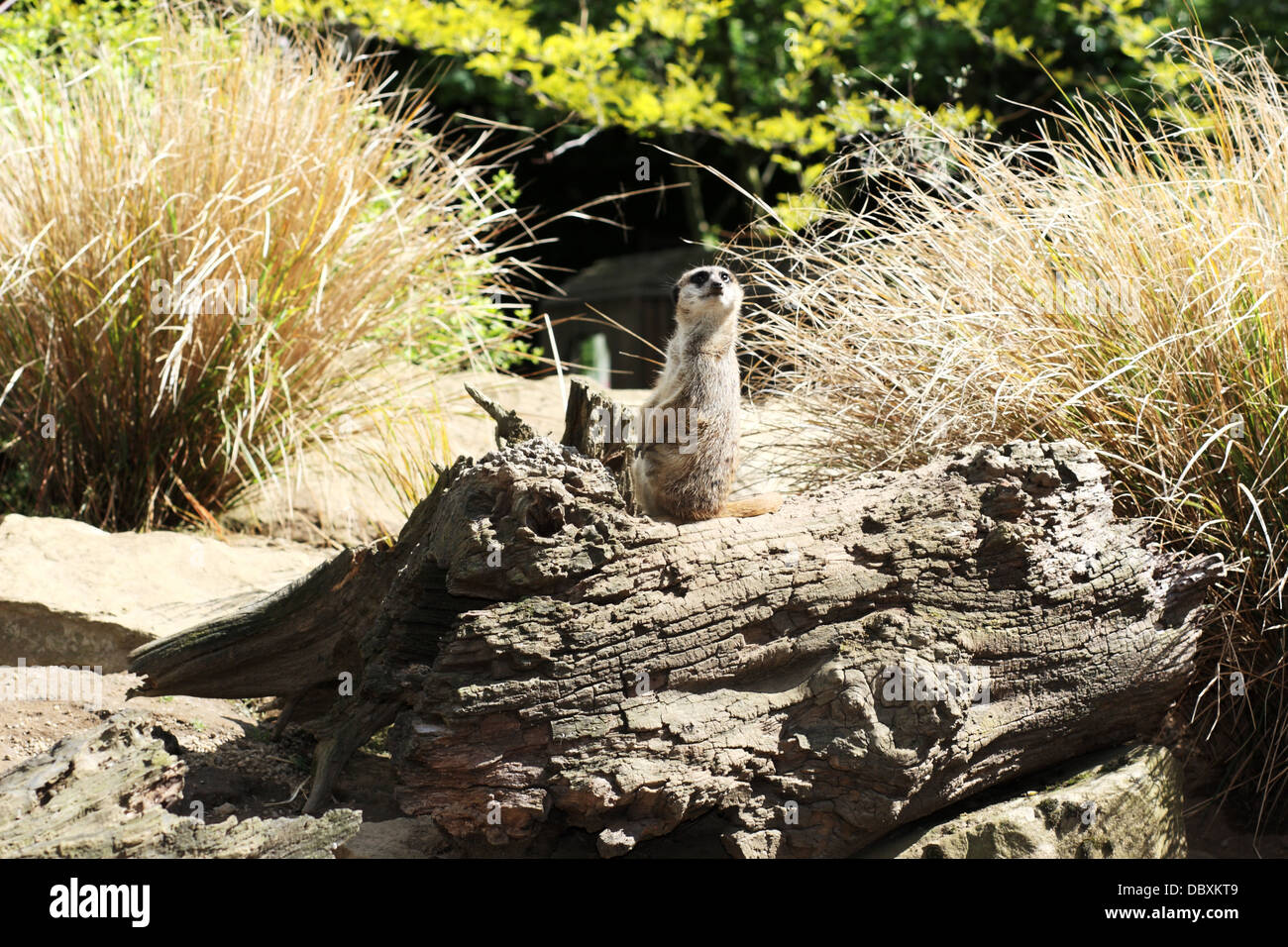 Meerkat guardano da un log Foto Stock